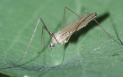 Chioneinae