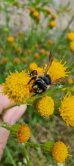 Andrena denticulata