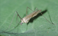 Chioneinae