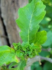 Andricus foliaformis