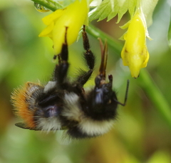 Bombus wurflenii
