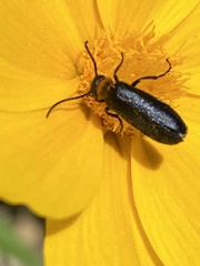 Nemognatha nemorensis