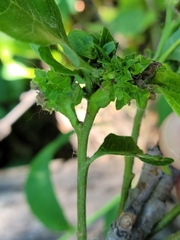 Andricus foliaformis