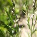 Senega mexicana - Photo (c) Bodo Nuñez Oberg, some rights reserved (CC BY-NC), uploaded by Bodo Nuñez Oberg