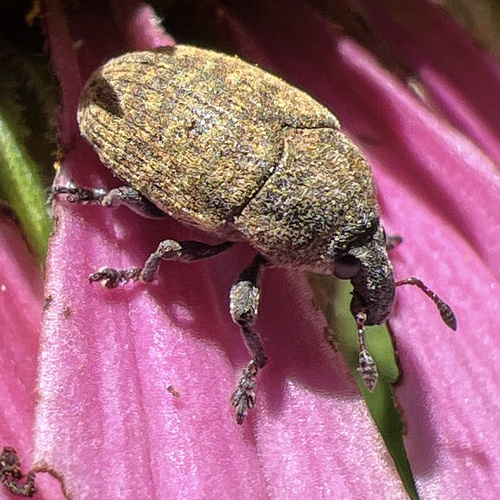 Blunt Knapweed Flower Weevil photo 6