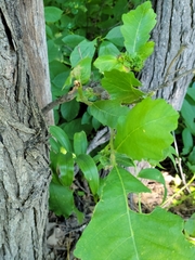 Andricus foliaformis