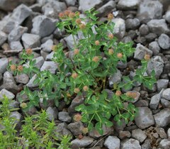 Euphorbia fragifera