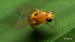 Neogriphoneura
