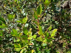 Acokanthera oppositifolia
