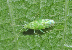 Malacocoris chlorizans