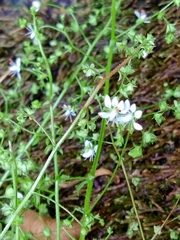 Micranthes clusii lepismigena