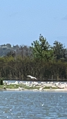 Pelecanus erythrorhynchos