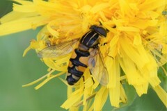 Helophilus neoaffinis