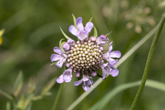 Scabiosa lucida