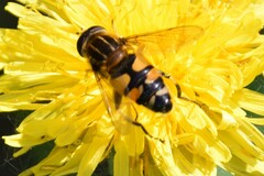 Helophilus neoaffinis