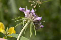 Scabiosa lucida