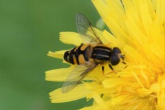 Helophilus neoaffinis