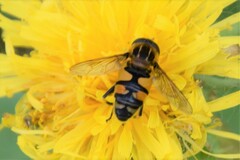 Helophilus neoaffinis