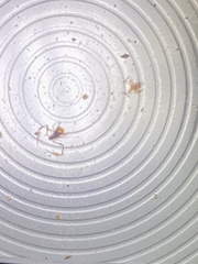 Microcreagris grandis