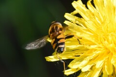 Helophilus neoaffinis