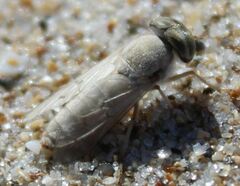 Stenotabanus psammophilus