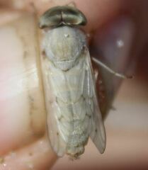 Stenotabanus psammophilus