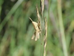 Pseudochorthippus curtipennis