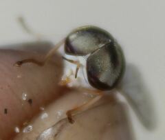 Stenotabanus psammophilus