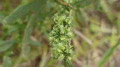 Rumex pulcher pulcher