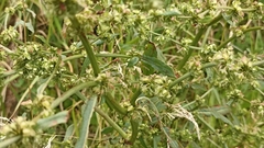 Rumex pulcher pulcher