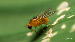 Neogriphoneura