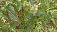 Rumex pulcher pulcher