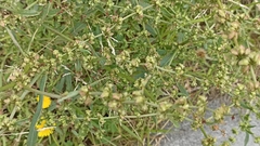 Rumex pulcher pulcher