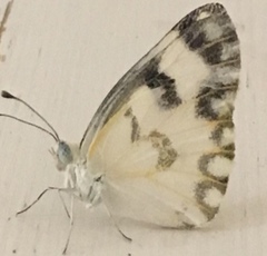 Pontia glauconome