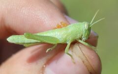 Schistocerca serialis cubense