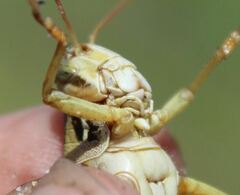 Schistocerca serialis cubense