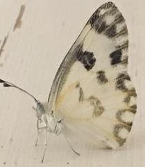 Pontia glauconome