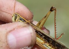 Schistocerca serialis cubense