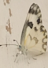 Pontia glauconome
