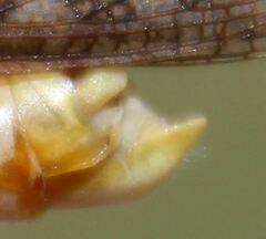 Schistocerca serialis cubense