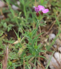 Dianthus balbisii liburnicus