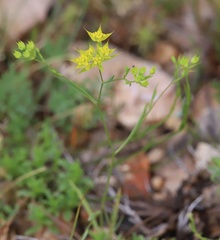 Bupleurum veronense