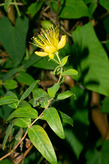 Hypericum inodorum