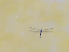 Macromia