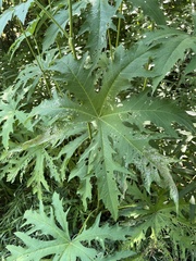 Napaea dioica