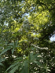 Napaea dioica