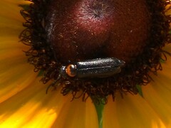 Nemognatha nemorensis