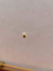 Araneidae