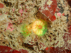 Caryophyllia smithii