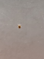 Araneidae